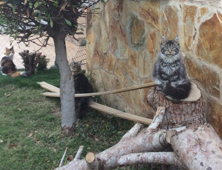 Serafina, posando con 5 meses